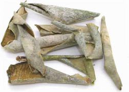 Loại củ quả quen thuộc có vỏ là 'thuốc quý' nhưng nhiều người lại vứt đi 