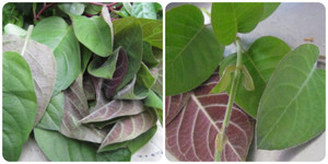 Lá mơ có tác dụng gì?