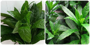 Các bài thuốc chữa bệnh từ lá xương sông