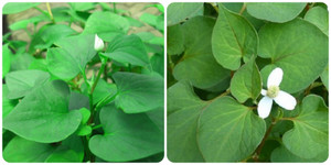 Ăn rau diếp cá hàng ngày có tốt không?