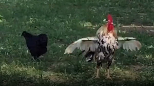 Gà trống phát ra 'tiếng cười' kỳ quái gây sốt ở Thái Lan