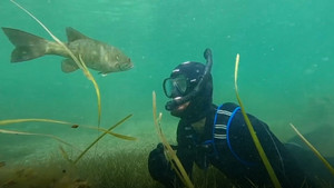 Người đàn ông kết bạn với cá nước ngọt, còn hẹn gặp nhau hằng năm