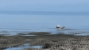 Máy bay lao xuống biển, phi công may mắn thoát chết