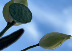 Loài hoa mang may mắn cho ngôi nhà của bạn 