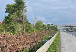 Chặt hàng cây dọc cao tốc Ninh Bình: Doanh nghiệp kêu 8 năm trồng cây lỗ 3 tỷ đồng