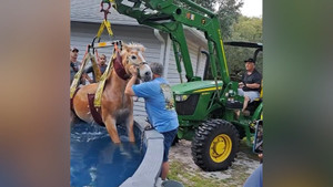 Giải cứu chú ngựa rơi xuống bể bơi