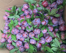 7 công dụng của quả mận không phải ai cũng biết