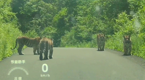 Đàn hổ hoang dã bất ngờ xuất hiện trên đường núi Trung Quốc