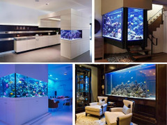 Đặt bể cá cảnh trong nhà có tốt không?