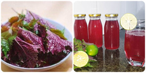 Một ngày nên uống bao nhiêu nước lá tía tô?