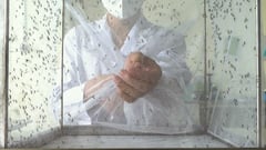 Lạ lùng nghề ngồi im cho hàng trăm con muỗi hút máu, nuôi muỗi như 'chăm trẻ'