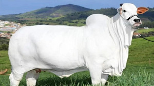 Ngắm bò trắng đắt nhất thế giới