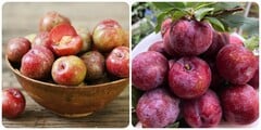 Ăn mận nhiều có tốt không?