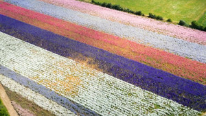 Ngắm cánh đồng hoa giấy rực rỡ sắc màu ở Anh