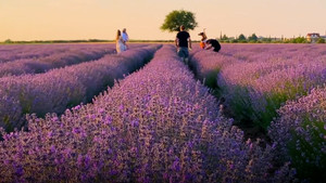 Ngắm cánh đồng hoa oải hương tím ngút ngàn ở Hy Lạp