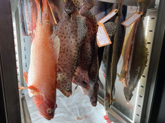 Cá ủ tươi lần đầu xuất hiện tại TP.HCM, 4 triệu đồng/kg vẫn hút khách