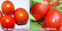 Cách phân biệt rau củ quả của Việt Nam và Trung Quốc