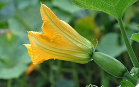 Ăn hoa bí có tốt không?