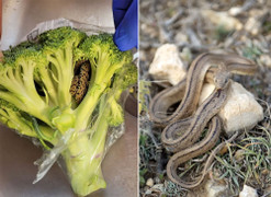 Mở tủ lạnh thấy rắn ngoe nguẩy, ông chủ không ngờ chính mình mang nó từ siêu thị về nhà