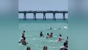 Cá mập 'xâm chiếm' bãi biển, du khách chạy tán loạn