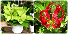 Các loại cây độc không nên trồng trong nhà