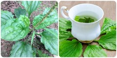 Chuyên gia Đông y hướng dẫn cách sử dụng cây bông mã đề