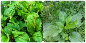 Các món ăn bài thuốc từ cây mã đề