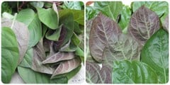 Lá mơ trị bệnh gì?