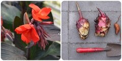 Tác dụng của củ dong riềng