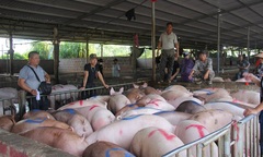 Giá heo hơi tăng cao, vì sao người chăn nuôi vẫn khó tái đàn?