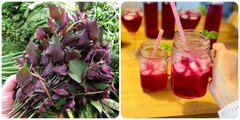 Những điều cần lưu ý khi uống nước lá tía tô