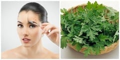 Mẹo hay sử dụng ngải cứu để làm đẹp da