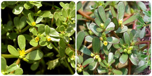 Cây rau sam chữa bệnh gì?