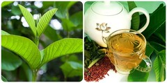 Uống nước lá ổi thay nước lọc được không?