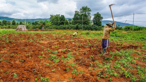 Bỏ hơn 2 USD thuê mảnh đất hoang, người đàn ông đổi đời chỉ sau một đêm