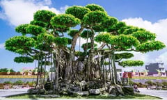3 cây cảnh đắt nhất Việt Nam, giá thành khiến dân chơi choáng váng