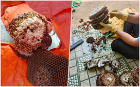 Kiếm bạc triệu mỗi ngày dễ như trở bàn tay nhờ mùa săn ong rừng lấy nhộng