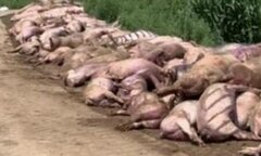 Mất điện đột ngột vào nửa đêm, gần 500 con lợn sốc nhiệt chết thảm