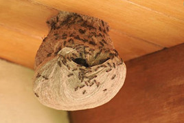 Tò vò làm tổ trong nhà có ý nghĩa gì trong phong thủy?