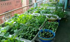 Trồng rau trong thùng xốp có an toàn không?