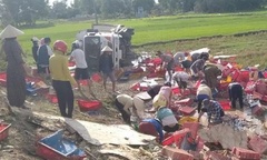 Dân Quảng Trị đội nắng, lội ruộng gom lại 5 tấn cá giúp tài xế xe tải bị lật