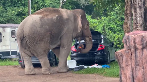 Voi hoang dã trộm thức ăn trong cốp ô tô