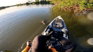 Cá sấu bị đánh khi rình cướp thành quả của cần thủ