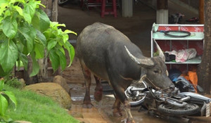 Bình Phước: 'Trâu điên' húc bị thương 5 người, phá hỏng nhiều tài sản
