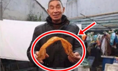 Ngư dân phơi bong bóng cá rồi bỏ quên, 38 năm sau biến thành thứ giá trị tiền tỷ