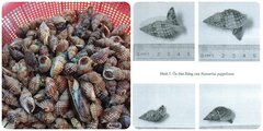 Những loại ốc không nên ăn