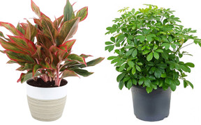 10 cây phong thủy hợp với gia chủ mệnh Hỏa