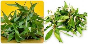 Ăn rau răm có tác dụng gì?