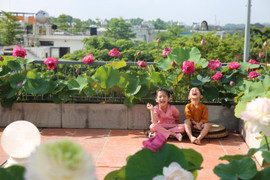 Người phụ nữ Hà Nội biến sân thượng thành vườn sen đẹp như mơ