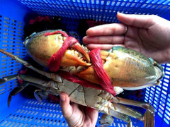 Mẹo chọn cua biển ngon mà người làm nội trợ cần biết